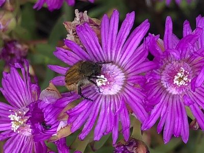 Ruschia macowanii, photographed by Caroline Voget