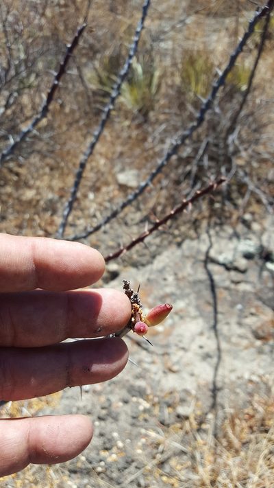 Fouquieria formosa, photographed by Eugenio Padilla