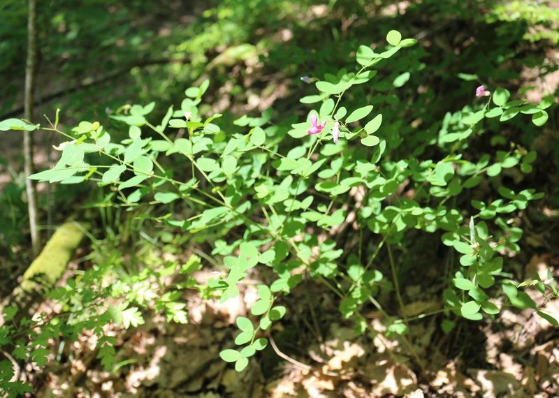 Lathyrus roseus, photographed by Юрий Данилевский (Yuriy Danilevsky)