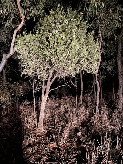 Capparis mitchellii, photographed by Tony Eales