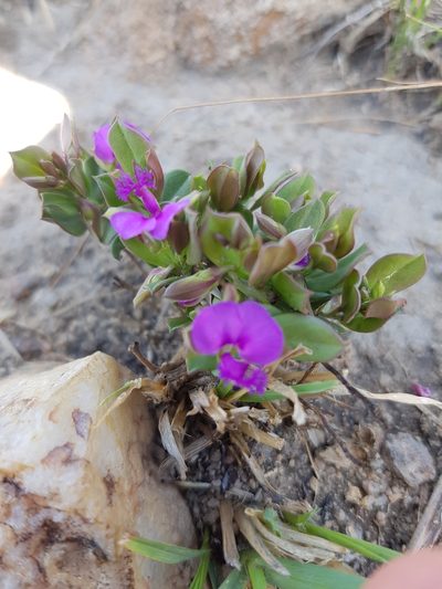 Polygala transvaalensis, photographed by Stefan Wolmarans