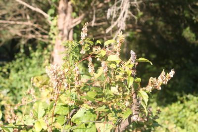Fallopia scandens, photographed by Violet T.