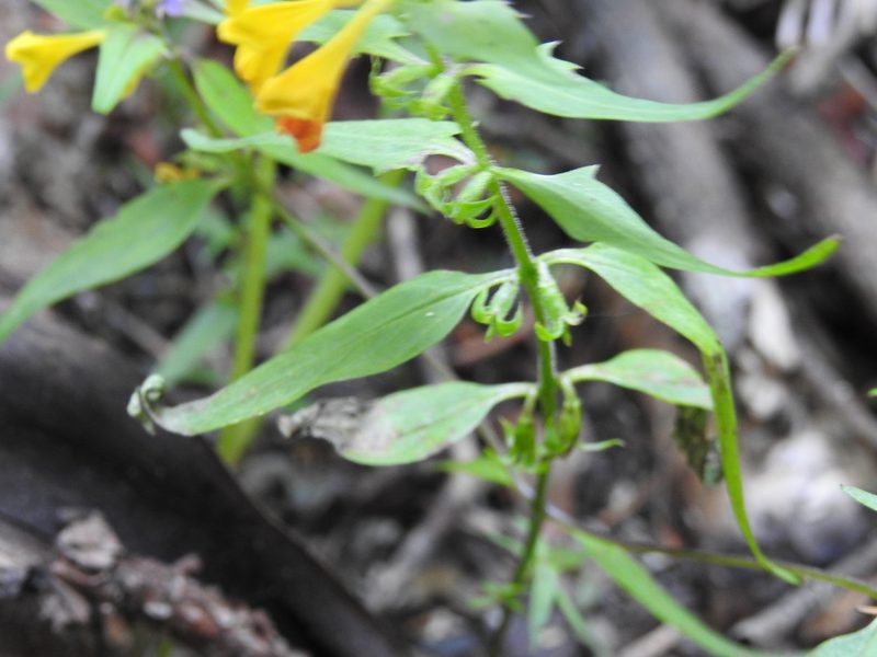 Melampyrum vaudense, photographed by Yves Bas