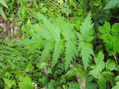 Pimpinella major, photographed by Yves Bas