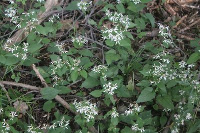 Eurybia divaricata, photographed by Violet T.