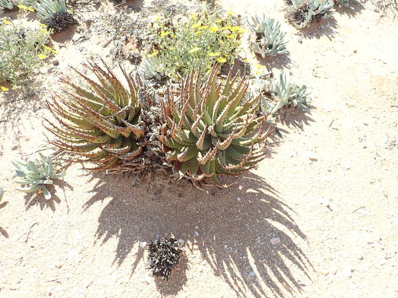 Aloe melanacantha, photographed by Peter Warren