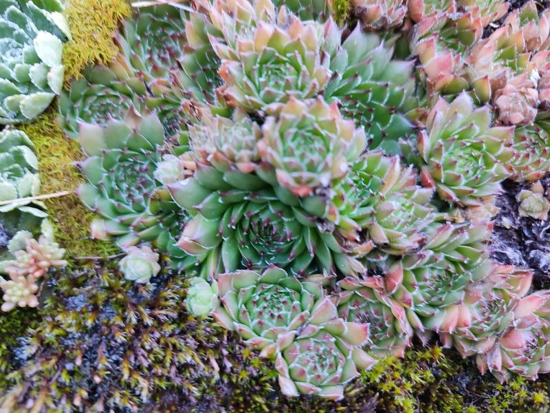 Sempervivum marmoreum, photographed by xulescu_g