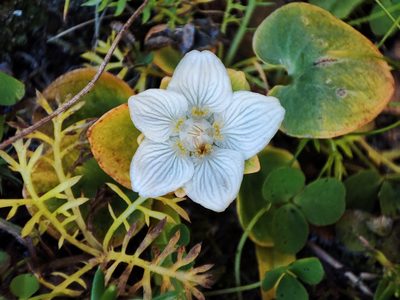 Parnassia palustris, photographed by xulescu_g