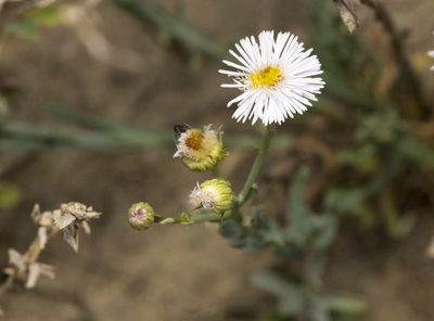 Minuria integerrima, photographed by Tony Eales
