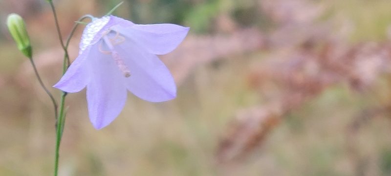 Campanula intercedens, photographed by WF_MI