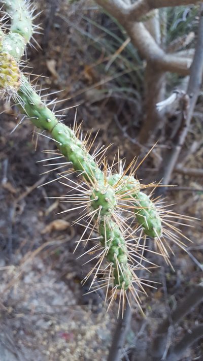 Opuntia pumila, photographed by Eugenio Padilla