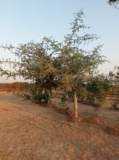 Faidherbia albida, photographed by Martin Tlustos