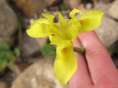 Moraea neglecta, photographed by Jeremy Gilmore