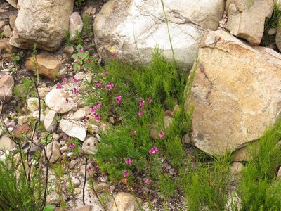 Indigofera capillaris, photographed by Jeremy Gilmore