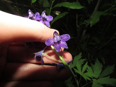 Delphinium glaucum, photographed by Erin Springinotic