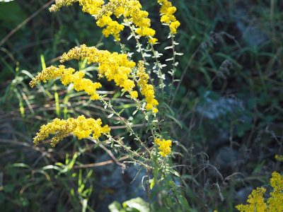 Solidago nemoralis, photographed by mefisher