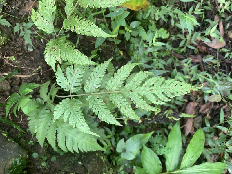 Tectaria fuscipes, photographed by 呂一起(Lyu yi-chi)