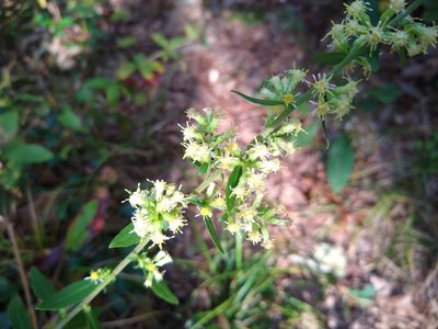 Solidago bicolor, photographed by Quinn Shemet