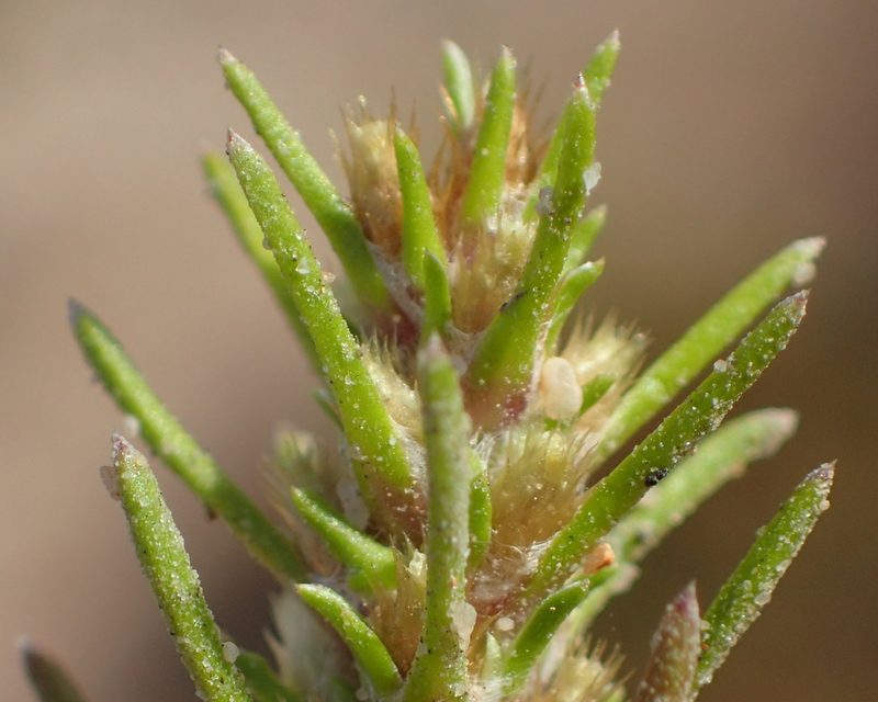 Ifloga glomerata, photographed by Nicola van Berkel
