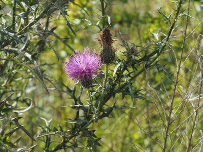 Cirsium discolor, photographed by mefisher