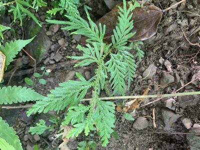 Selaginella delicatula, photographed by 呂一起(Lyu yi-chi)