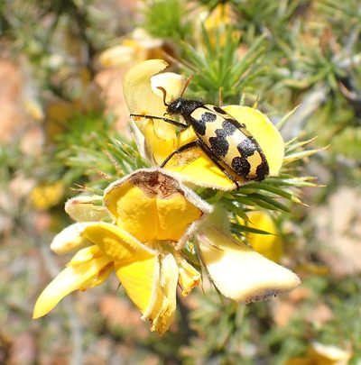 Aspalathus hirta, photographed by Nicola van Berkel