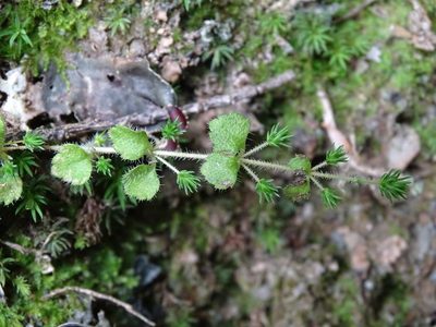 Hemiphragma heterophyllum, photographed by yijie