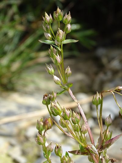 Swertia macrosperma, photographed by yijie