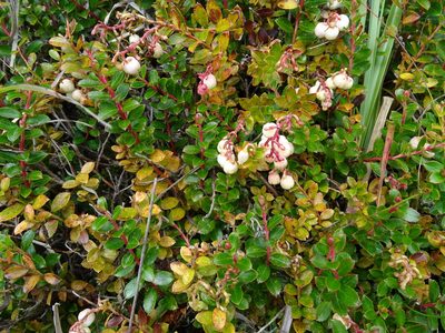 Gaultheria borneensis, photographed by yijie
