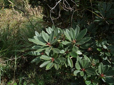 Rhododendron pseudochrysanthum, photographed by yijie
