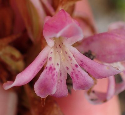 Satyrium erectum, photographed by Nicola van Berkel