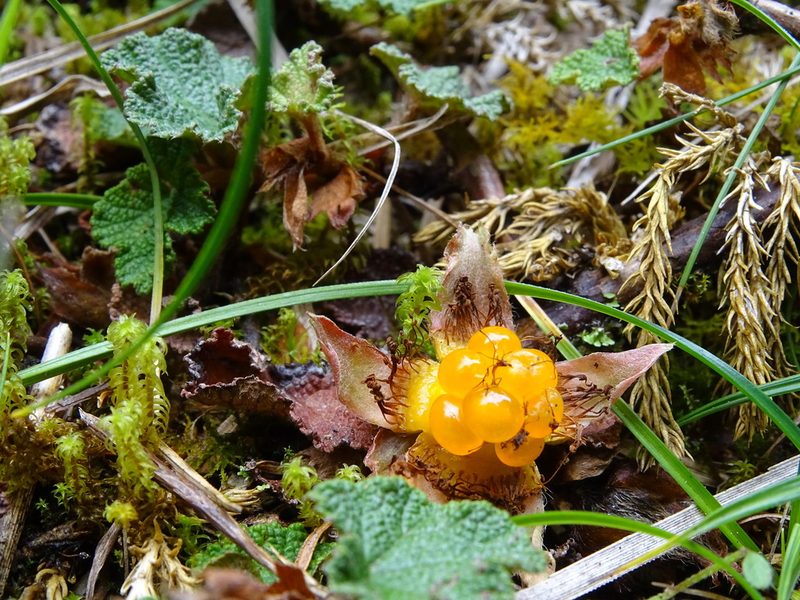 Rubus rolfei, photographed by yijie