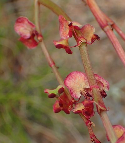 Rumex cordatus, photographed by Nicola van Berkel