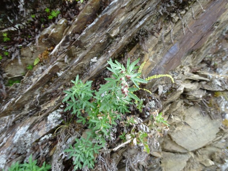 Artemisia kawakamii, photographed by yijie