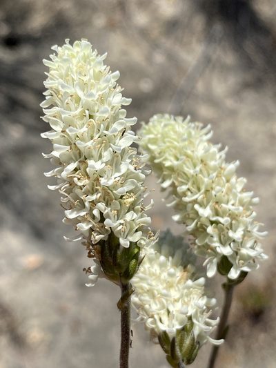 Phyllopodium elegans, photographed by Dave U