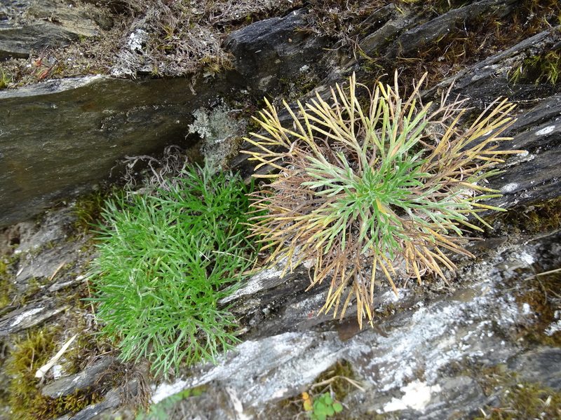 Artemisia morrisonensis, photographed by yijie