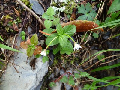 Epilobium amurense, photographed by yijie
