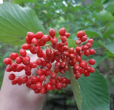 Viburnum dilatatum, photographed by Tyler Ekholm