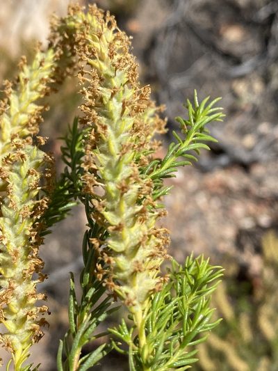 Selago eckloniana, photographed by Dave U
