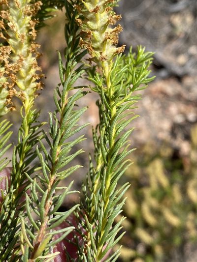 Selago eckloniana, photographed by Dave U