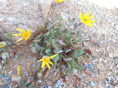 Gazania lichtensteinii, photographed by Peter Warren