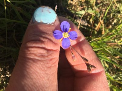 Heliophila africana, photographed by Simon Tamblyn