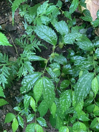 Elatostema cyrtandrifolium, photographed by 呂一起(Lyu yi-chi)