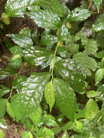Elatostema cyrtandrifolium, photographed by 呂一起(Lyu yi-chi)