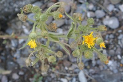 Andryala glandulosa, photographed by Edmundas Greimas