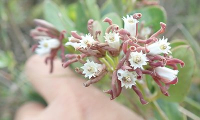 Cynanchum africanum, photographed by Ryan van Huyssteen