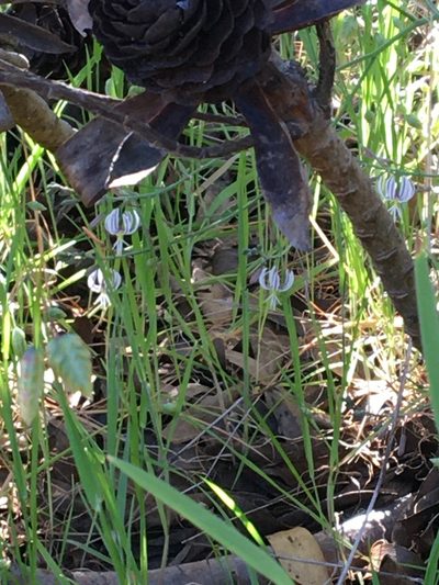 Trachyandra revoluta, photographed by Simon Tamblyn