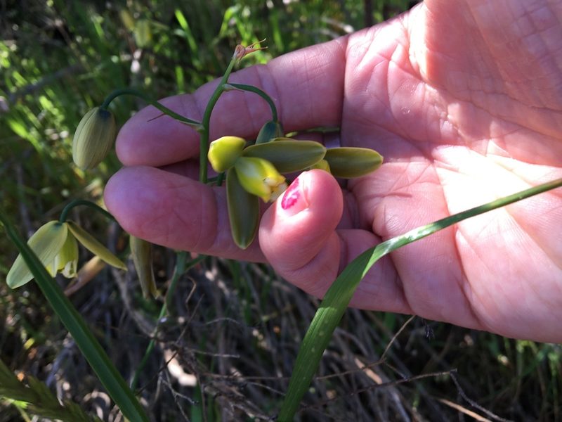 Albuca cooperi, photographed by Simon Tamblyn