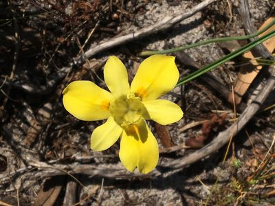 Moraea fugax, photographed by Simon Tamblyn