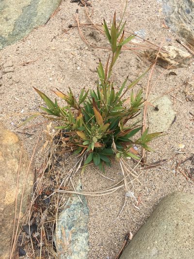 Dichanthelium acuminatum, photographed by Justin Felder